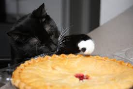 NaNoWordSprints's tweet photo. Seriously you all deserve #virtualpie for your fortitude in doing these sprints. Because you're all cool cats to me! https://t.co/vhyV9v12Gc