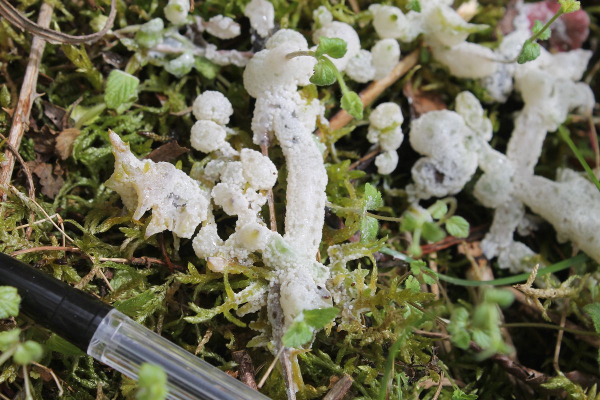 Found under a tin today whilst reptile surveying. Anyone any ideas what they are? <a href="/NorthantsNature/">Northants Nature</a> <a href="/Newt_Laura/">Laura Wood</a>