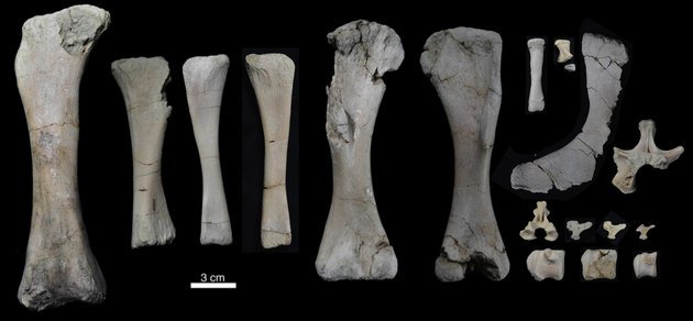DiscoverDrCool's tweet photo. Baby dinosaurs can sure grow - “... like going from chihuahua to a Great Dane in six weeks” https://t.co/uB6XMQvjbJ https://t.co/LdWSdUZKZq