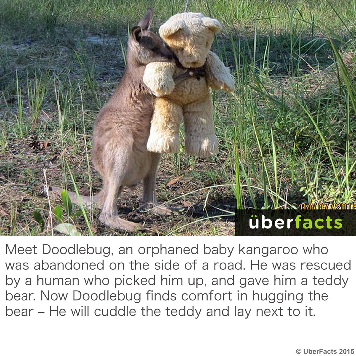 UberFacts's tweet photo. Meet Doodlebug and his favorite teddy bear... https://t.co/7yfjCkxEsQ