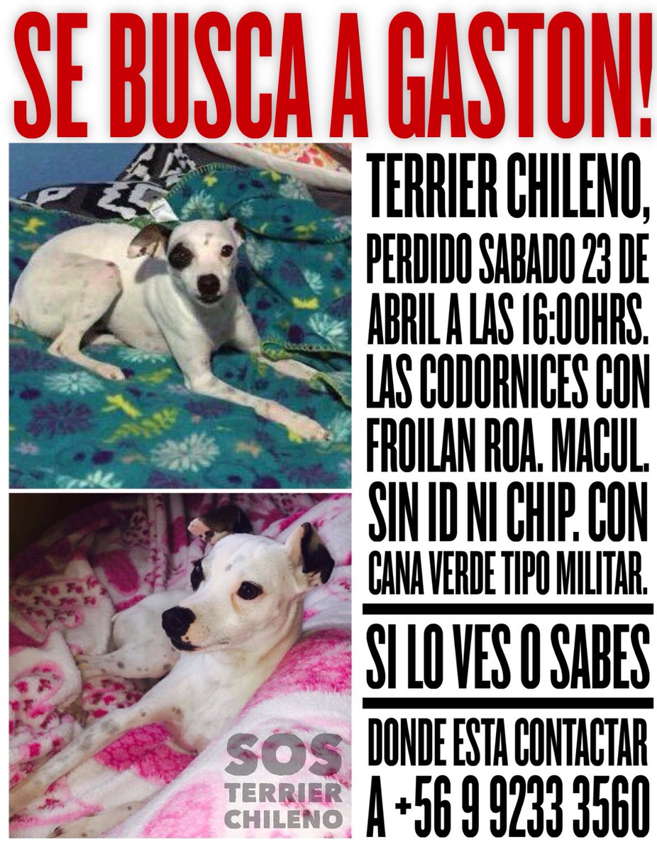 Terrier Chileno 🇨🇱 tweet media