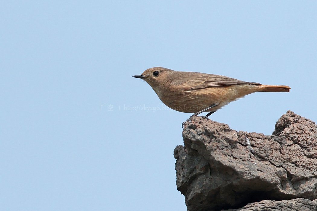 Hiromi On Twitter 白斑無し ジョウビタキとは明らかに違う地鳴き