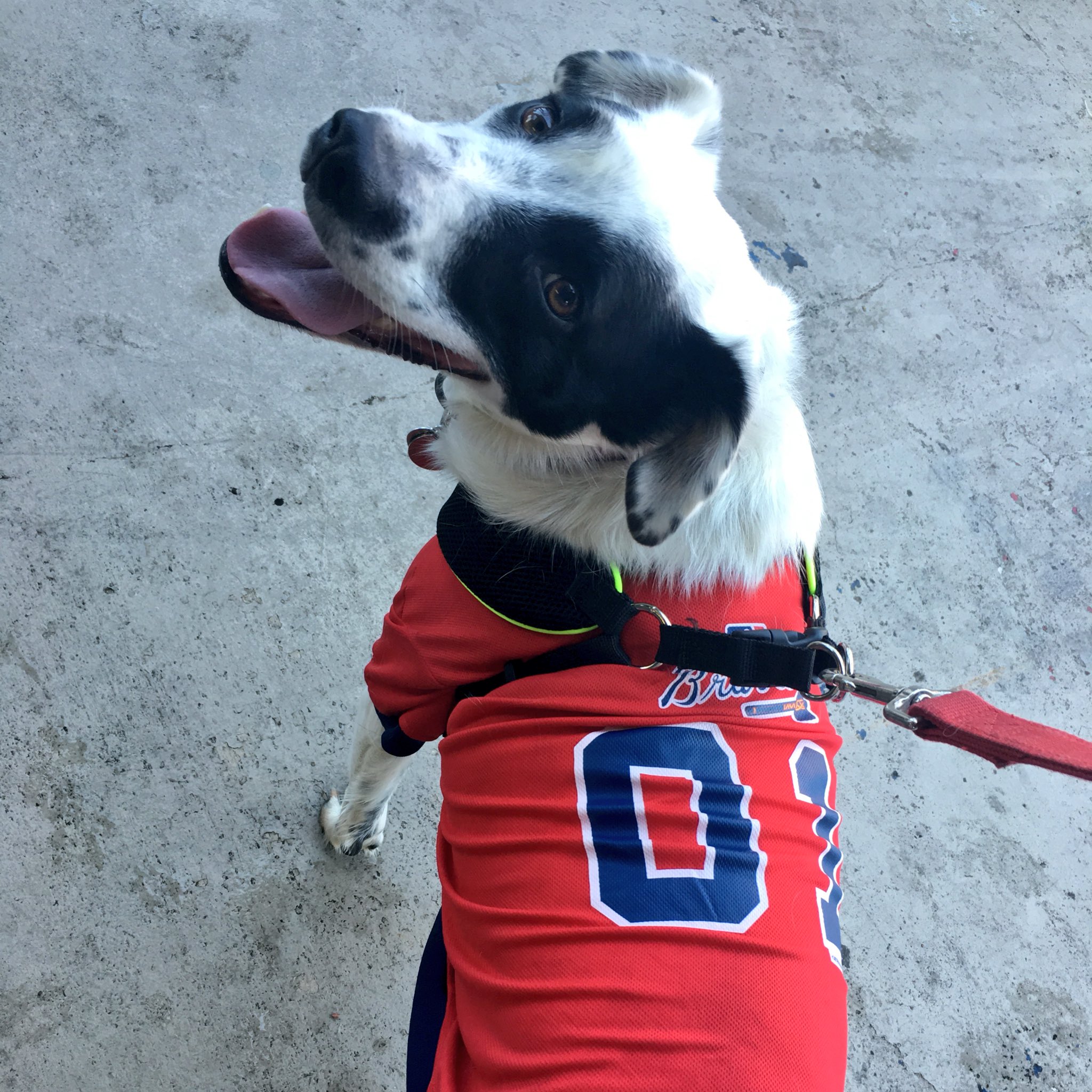 Braves best sale dog jersey