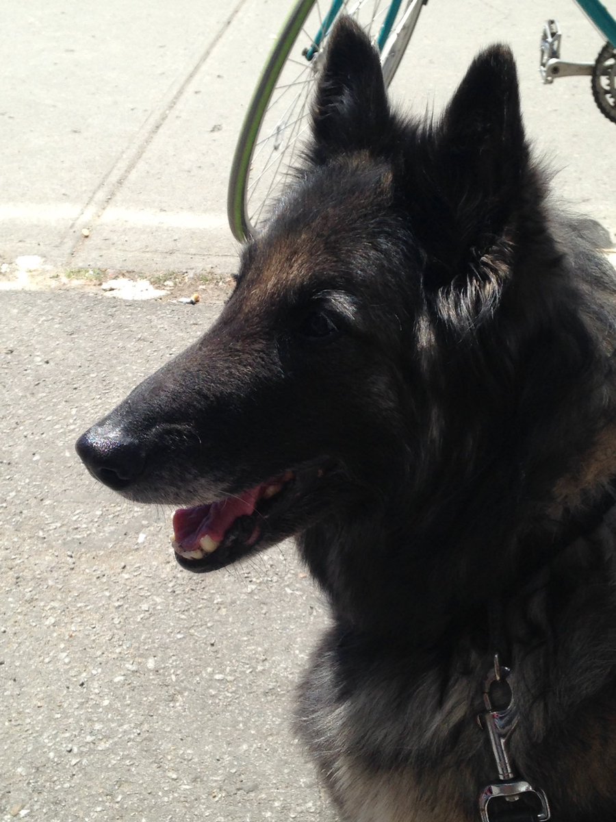 GadSaad's tweet image. My Belgian queen on guard.