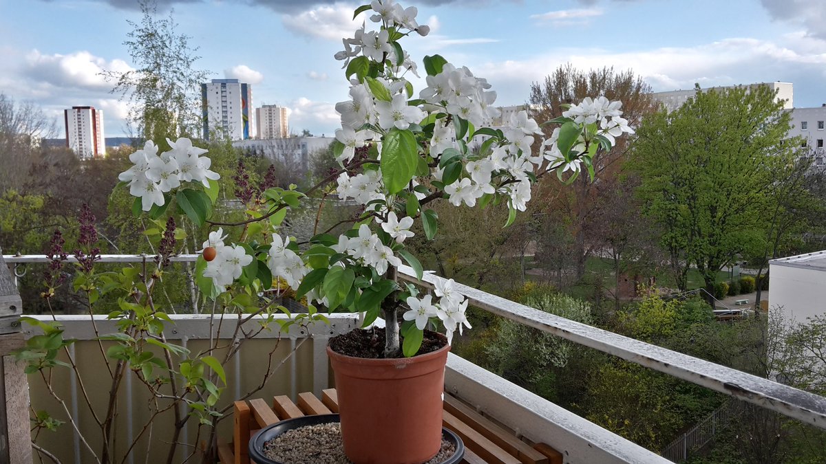 Der kleine Apfelbaum &amp; seine Verwandten freuen sich über den Frühling. Die nächsten Tagen dürfte sich das ändern.