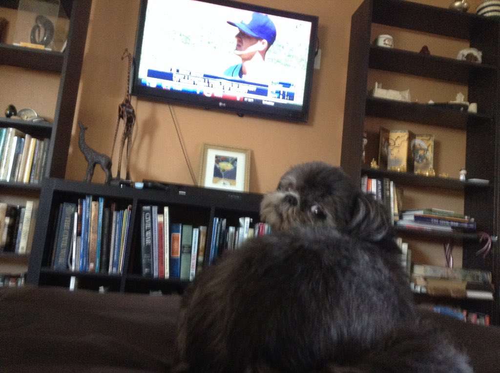 1callingalldogs's tweet photo. Perfect Sunday. Dogs and baseball #stpetedogs #raysup #callingalldogs #stpetepetsitter https://t.co/QQ2Lob1dQo