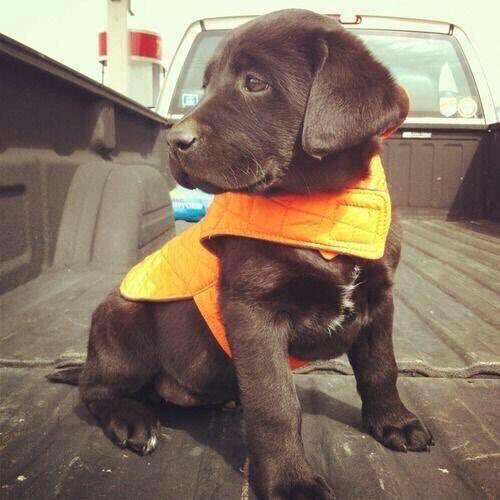 MeadowsOutdoors's tweet photo. RT if you need this pup https://t.co/TEH0fBCsOP