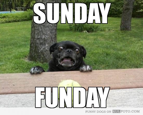 CarrollsTire's tweet image. #sundayfunday #happydog
