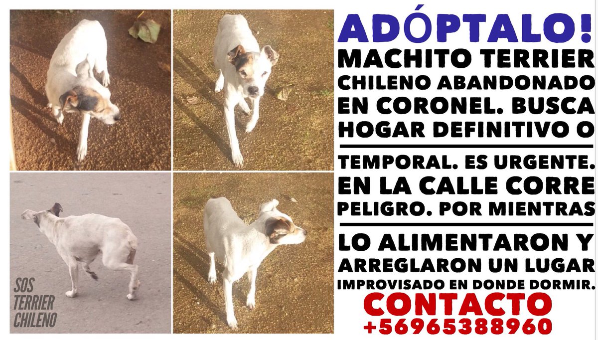 Terrier Chileno 🇨🇱 tweet media
