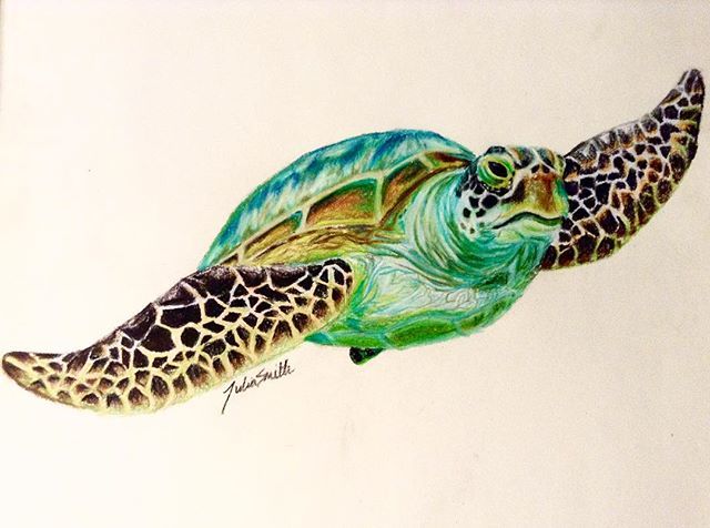 Featured image of post Realistic Turtle Drawing With Colour Realistic ornate box turtle cute eastern box turtle