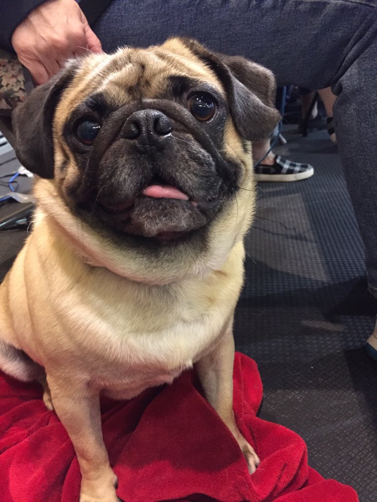 HamiltonResLife's tweet image. Who is ready for some pug-therapy?!
