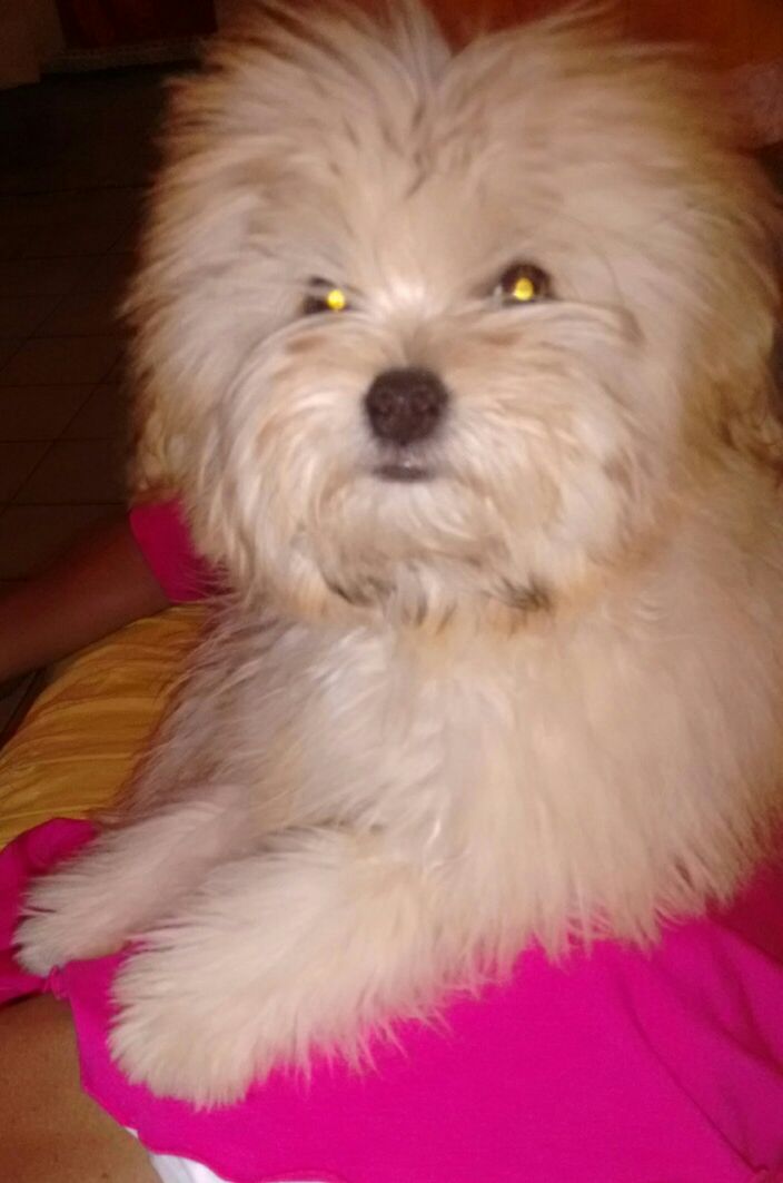 MariadPontes's tweet photo. Muito linda!!!! https://t.co/aLjrPnYuaY
