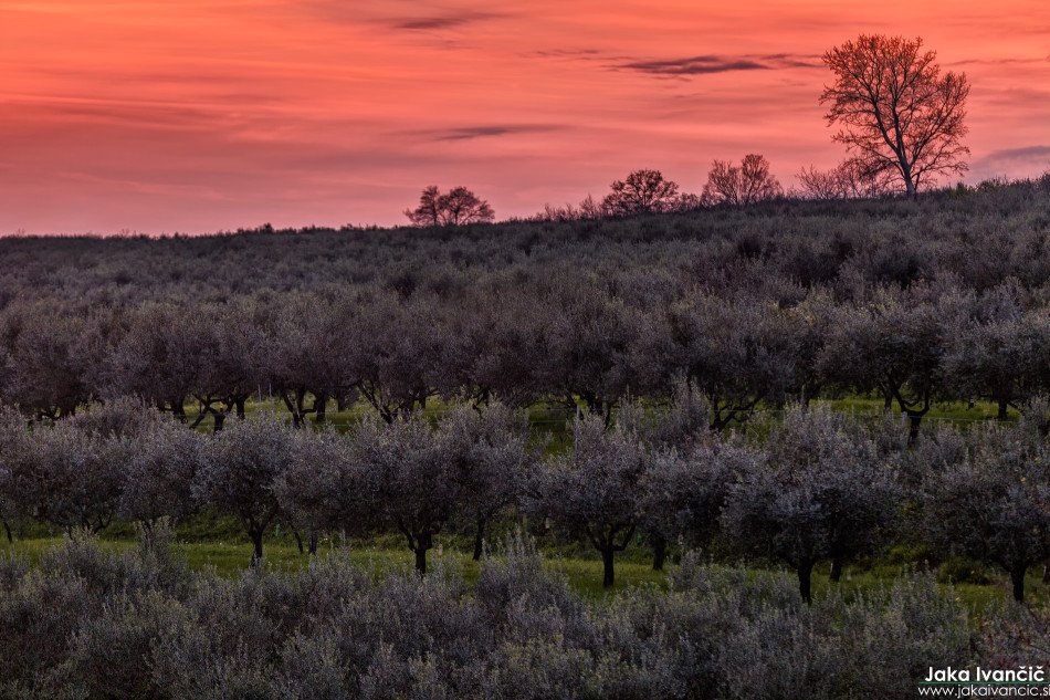 Meli__SI's tweet image. Olive grove, Slovenia #radiobattleSI