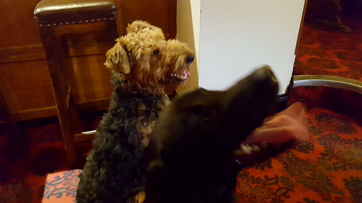 DramLakelandLab's tweet photo. Meeting new friends with MollyMops @YanwathGate while Dads have a pint of @Barngates Pale 🍻 https://t.co/zwpKnw2FhE
