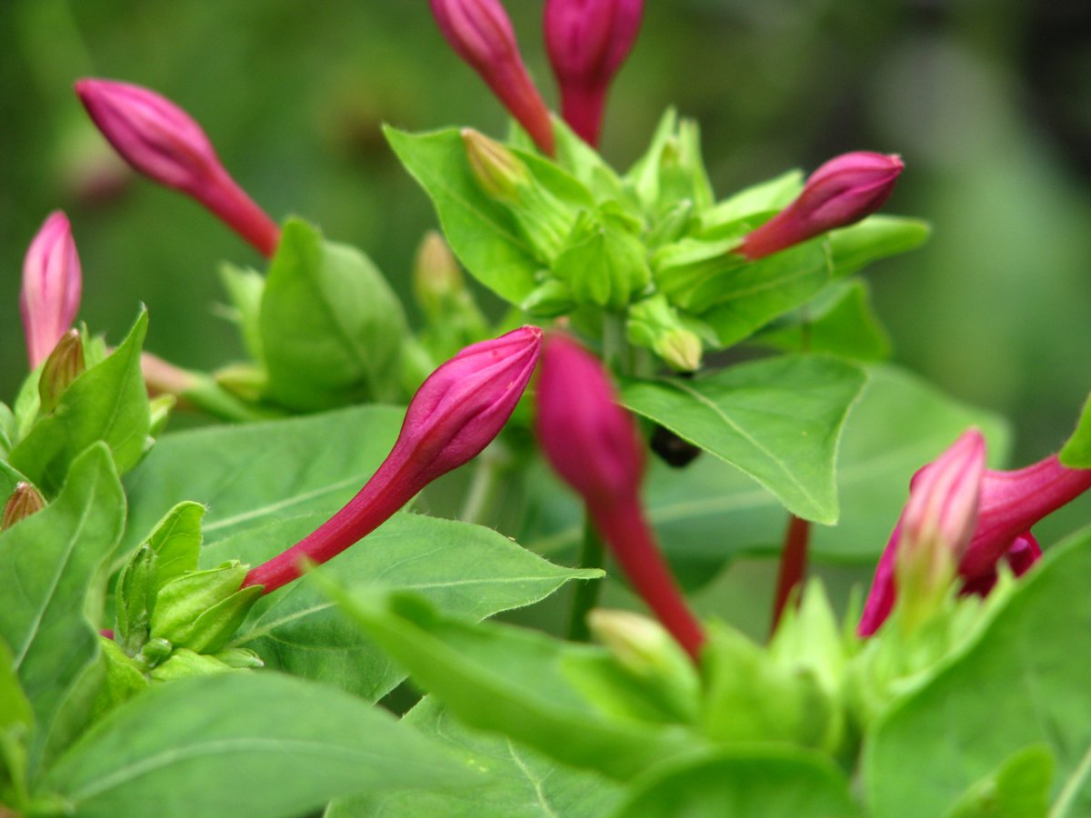 lkanyagwe's tweet image. 