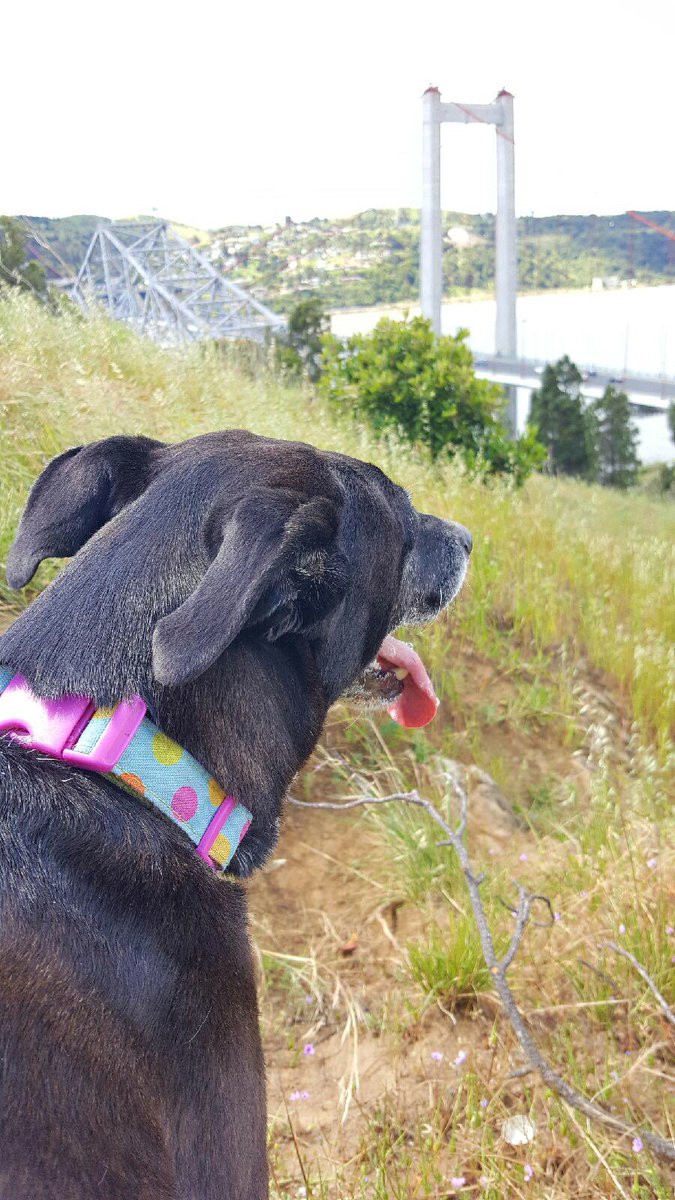 Sunday funday is a hike to the bridge with my best friends. #Carquinezbridge #solano #vallejoca #tuesdaydog