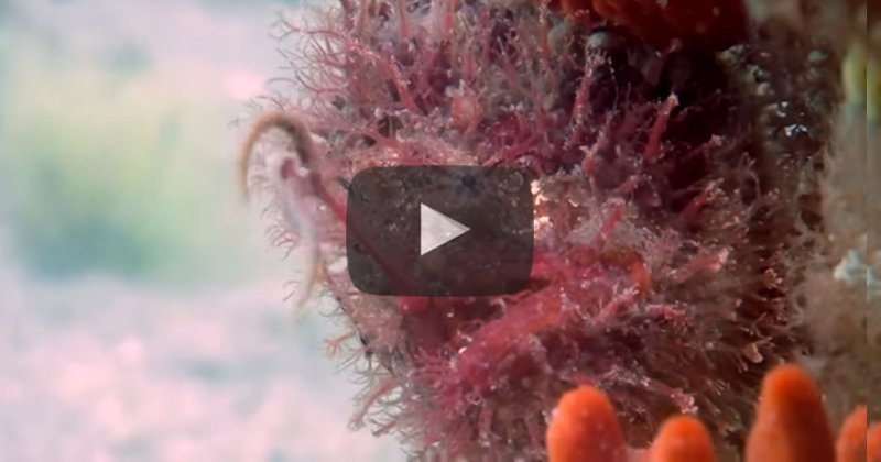 Awesome video from @Pinktankscuba of a Tasselled Anglerfish, 'The Fish That Fishes': shout.lt/bw8Dv