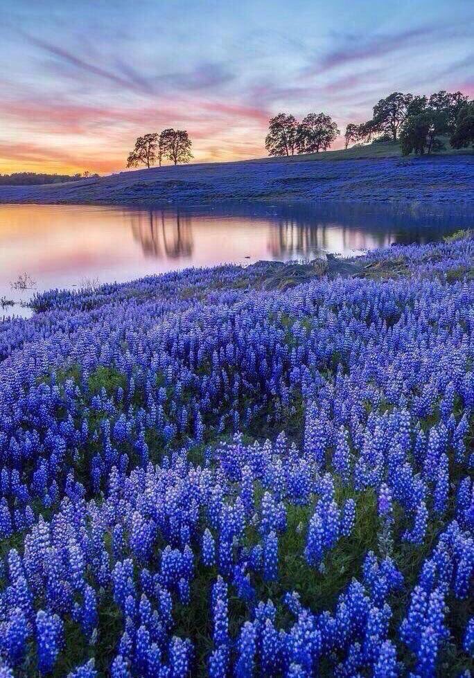 PardueSuzanne's tweet photo. Peace is always beautiful...
- Walt Whitman https://t.co/DEa3v9rtgM