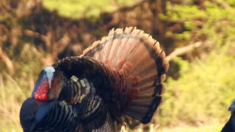 FinalStepOutdrs's tweet photo. Filming birds preseason has me as fired up as a full strutted tom.
#fsolife #huntinglife #hunting #turkeyhunting https://t.co/J1WEmG75yW