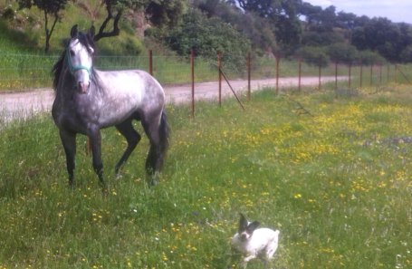 Romero1Andres's tweet photo. Por favor se me ha perdido mi perro tinto. Por la zona de valdeflores  hacia el cruce de zufre. Si lo ven avisen! RT https://t.co/1wQWbBjSEO