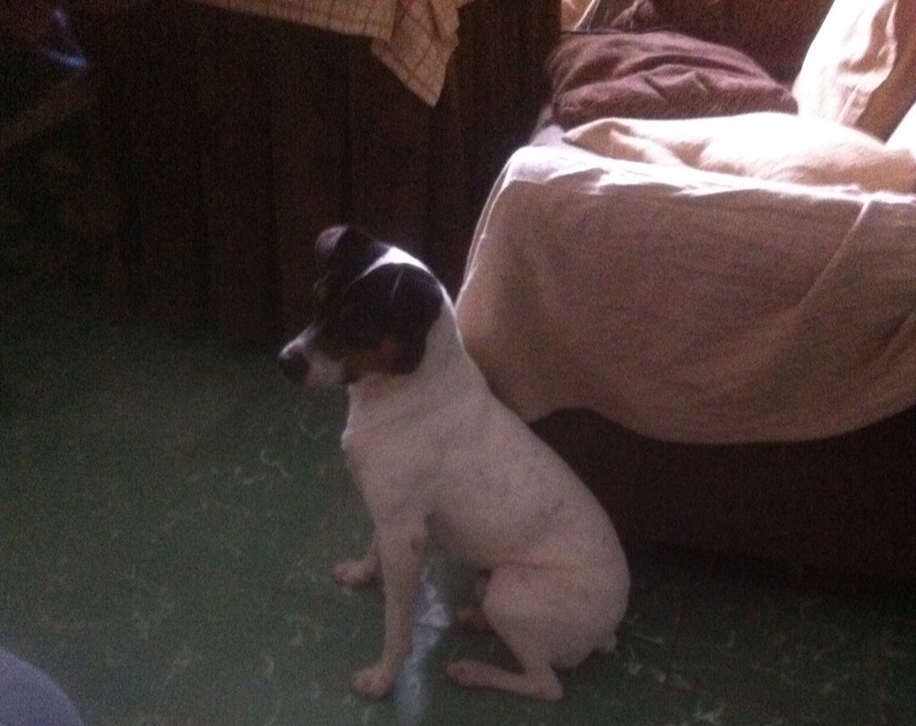 Romero1Andres's tweet photo. Por favor se me ha perdido mi perro tinto. Por la zona de valdeflores  hacia el cruce de zufre. Si lo ven avisen! RT https://t.co/1wQWbBjSEO