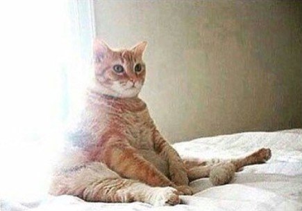 fatti_sofia's tweet photo. How I feel rn... Fat... 😒 #fatkitty https://t.co/6Nps2q3mPq