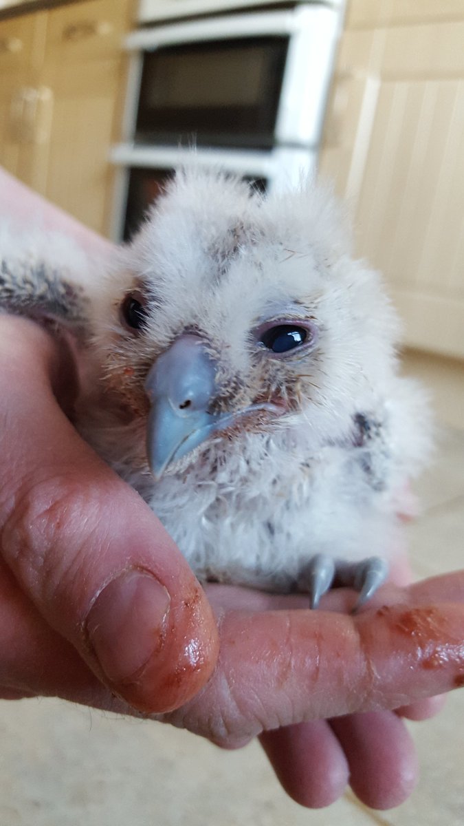AnimalHouseWW's tweet photo. @ChrisGPackham our first tawny chick of 2016 please follow and retweet to raise awareness for our rescue centre https://t.co/5pgpr4Btod