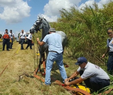Horse falls into canal after being frightened by chickens; firefighters rescued bit.ly/1Nr4tHV?utm_me… https://t.co/JwGhKLhePL