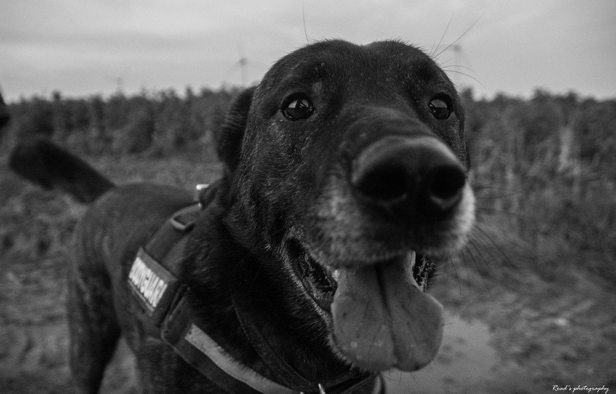 RoadsPhotos's tweet photo. Big eyes !♡♡!
#dogs #dogsoftwitter #blacknwhite #photography https://t.co/ISRTnEP79B