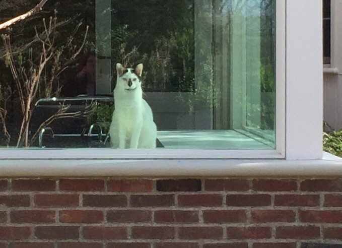 anksmith1's tweet image. The wistfulness of an #insidecat on a beautiful spring day...