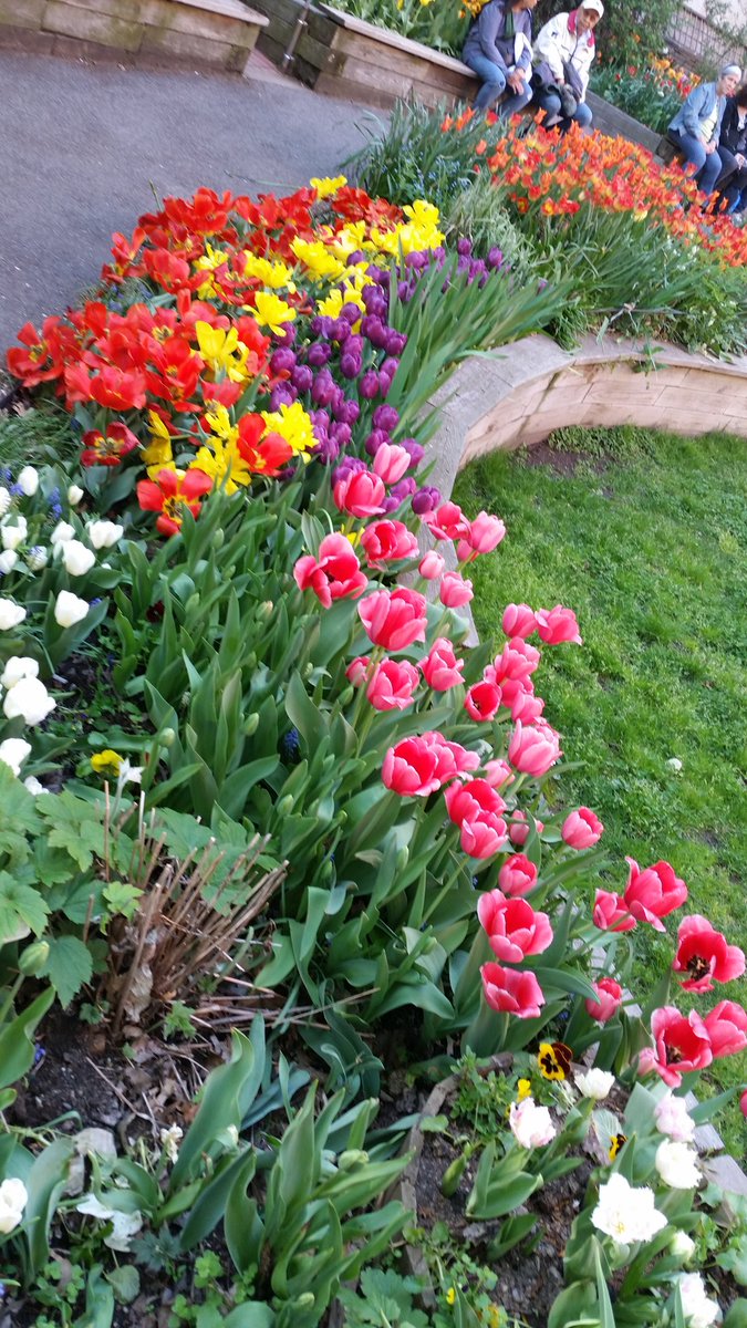 Beautiful tulips in a beautiful day in #westsidecommunitygarden #tulipfestival