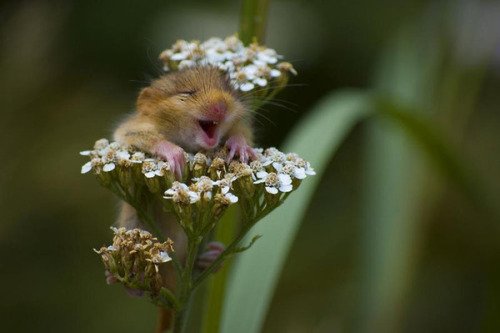 GetNorthbound's tweet image. How I feel when everything starts to bloom.. #ilovebeingoutdoors #letsplay