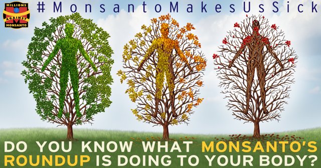 OrganicConsumer's tweet image. Glyphosate, the main ingredient in #Monsanto’s Roundup, found in human breast milk &amp;amp; urine! orgcns.org/1MkfHYy