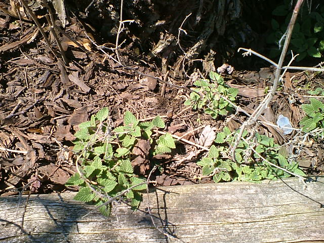CrackForKitty's tweet image. Here they come!! The 2016 season for #CrackForKitty #Catnip. It is looking to be a great year!!