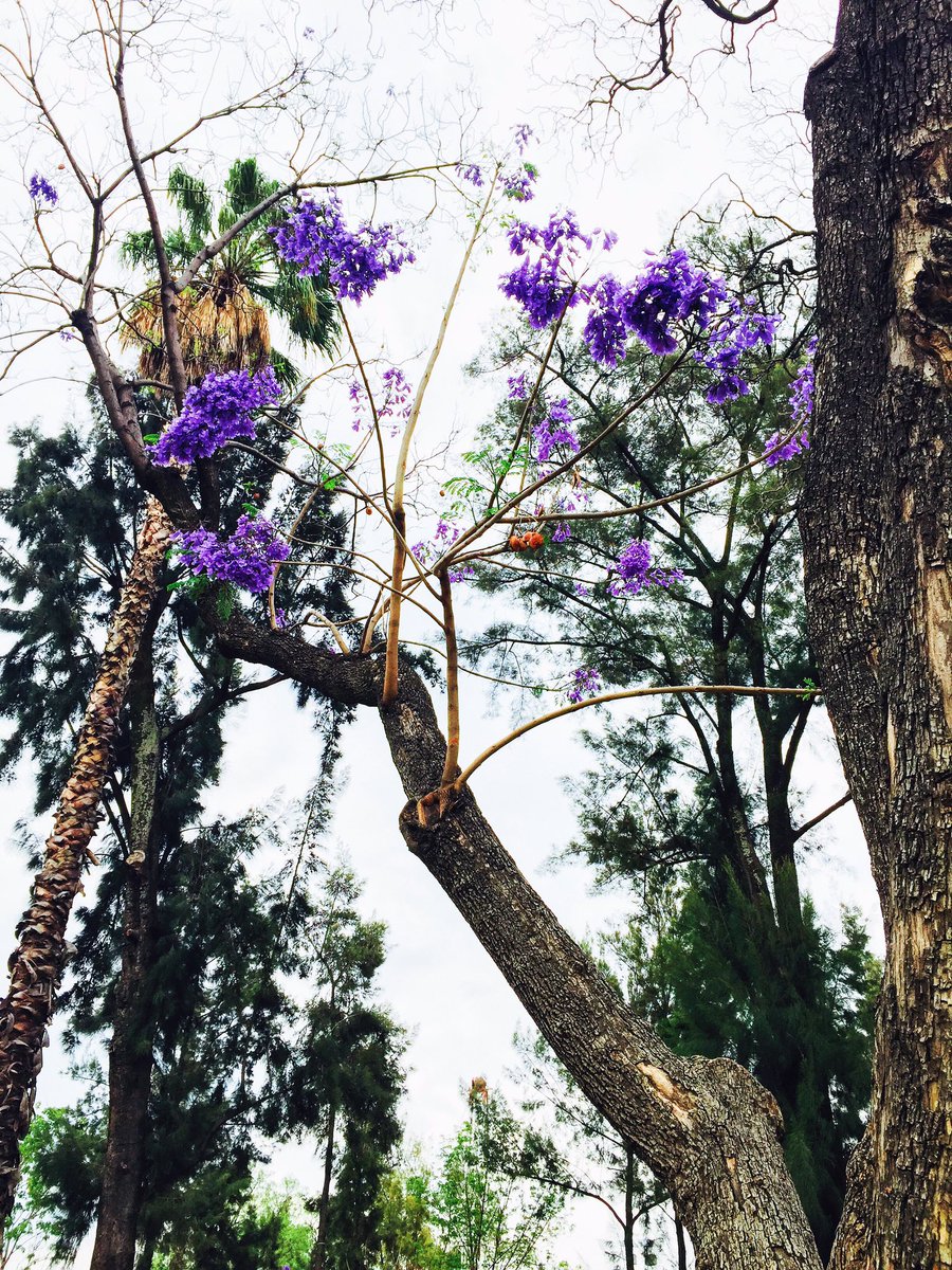 javiestmx's tweet photo. Tengo un profundo amor por las jacarandas.💜🙃 #JacarandaTime #iPhone #fotografia https://t.co/gBtSD88y6Q