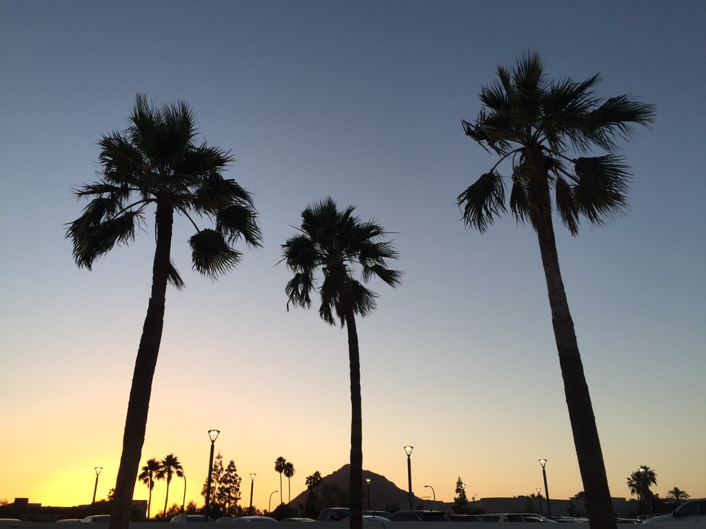 DarthOda's tweet image. #7DaysOfNature Challenge! Day 2 of 7: "Phoenix Palm Trees" #Phoenix #sunset #palmtrees #jdstoker