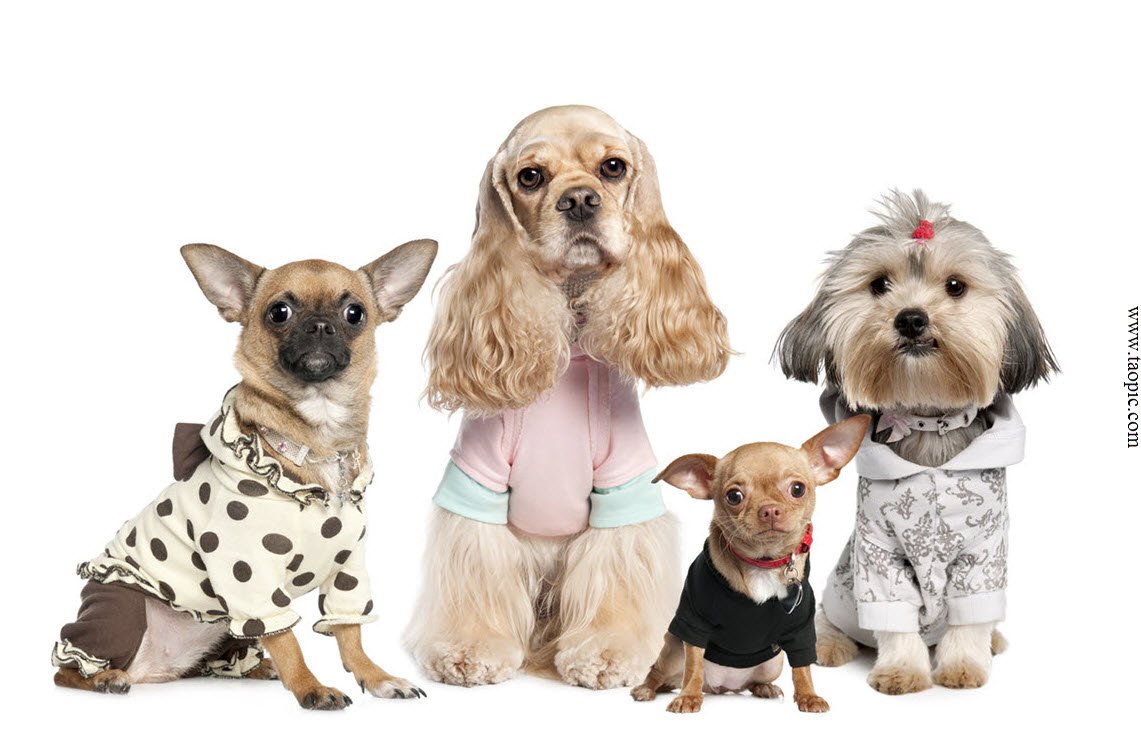 YoyoChineseCom's tweet photo. Dogs in 睡衣 (shuì yī) - pajamas are a good sign when looking for a home in China. See why: https://t.co/8vidiAcnpA https://t.co/tlZsqU31Lg