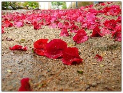 catarinalvim's tweet image. Tem gente que sabe florir com delicadeza tal,que sempre que passa derrama pétalas de paz.
*
[Sirlei L.Passolongo]