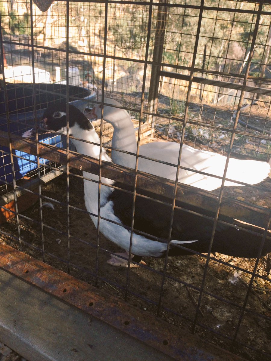 ivanainpajamas's tweet image. When you accidentally type 'what the duck' #duckies #gonnahave2letemoutsoon #gettinmassive