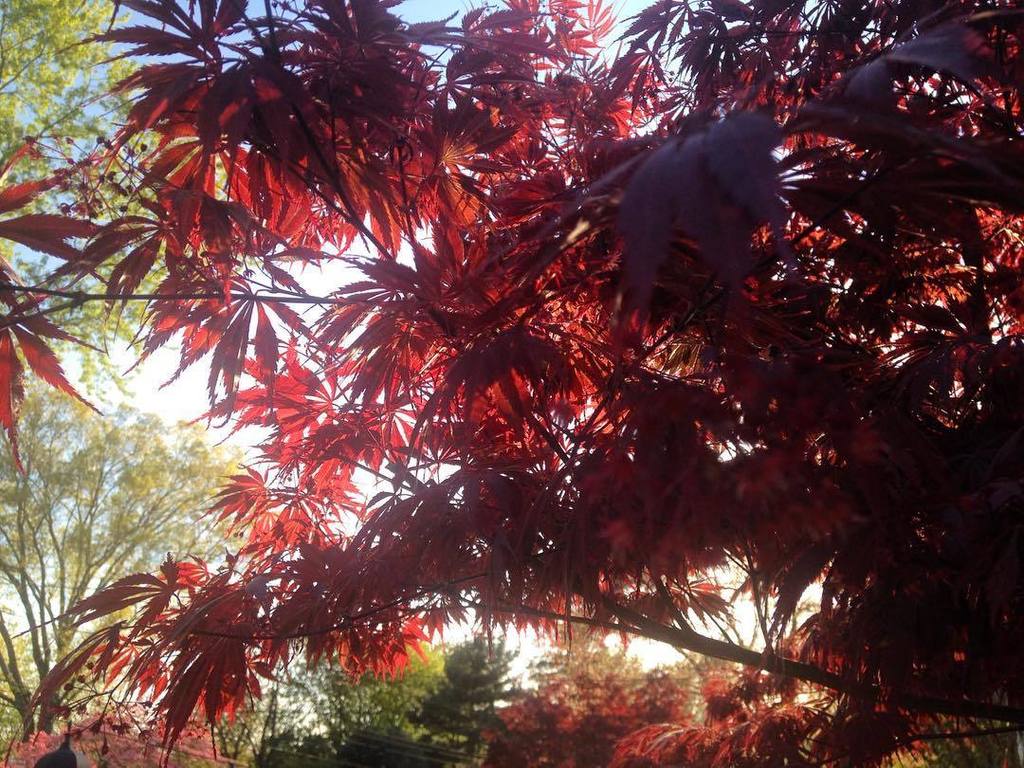 jgordonem's tweet image. Leafy Village. #njisallgood #igersnj ift.tt/1rtcXVj