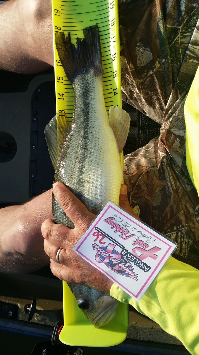 fish today  ....#biospawnplasmtail6.5 all day