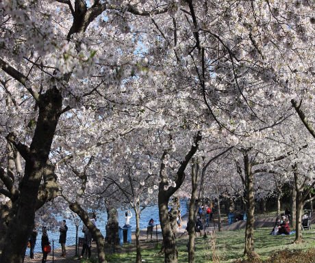 RT <a href="/luxury__travel/">Luxury News</a>: Cherry blossom season in Washington D.C. bit.ly/22M17B2