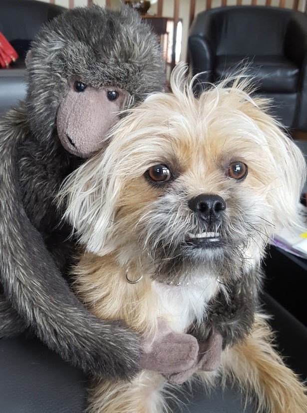 KatFuoss's tweet image. My Problem with McPuppy.com and 4PuppyPaws.com katconundrums.wordpress.com/2016/04/25/my-…