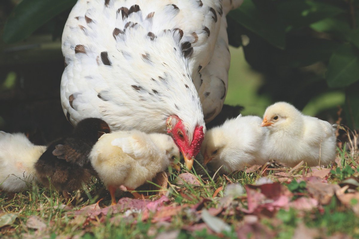 pollosmaella's tweet photo. Salud y vida con alimentos sanos #pollo #huevo #avicola https://t.co/nB05RuI75Z