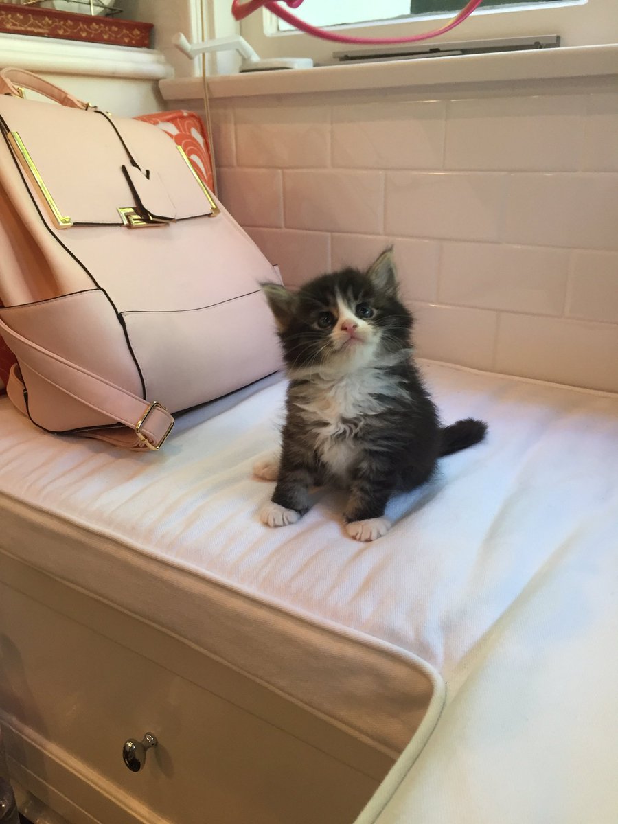 MirandaCosgrove's tweet photo. Dying over this tiny little person https://t.co/jybarhx6fJ