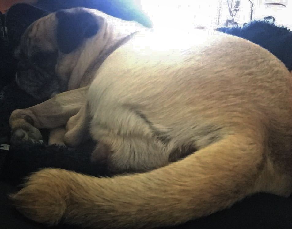 Puglee_Pug's tweet image. When you finally get to unwind the tail for the day 😴 #pugsofinstgram #pugsofig #pugstagram #pugstyle #juicylucy #p…