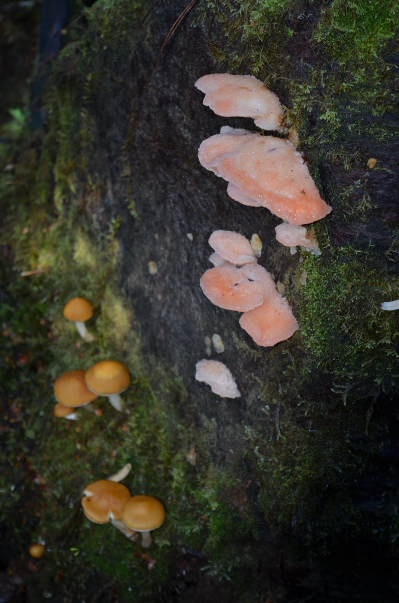 A selection of colourful #autumn #fungi #lakeskinner #Tassie #snowyrange #wildoz