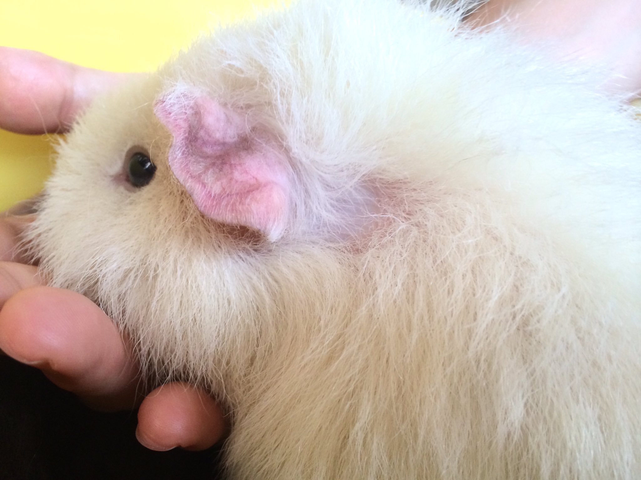 いそだにく 両耳の後ろはがっつりハゲてる白毛玉 モルモット Guineapig