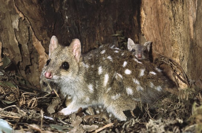 Animalist Network tweet media