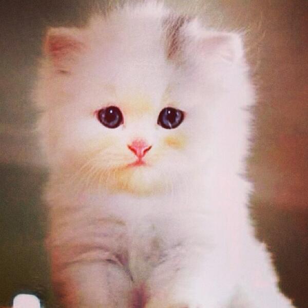 Retweet if you wanna adopt this little guy! '